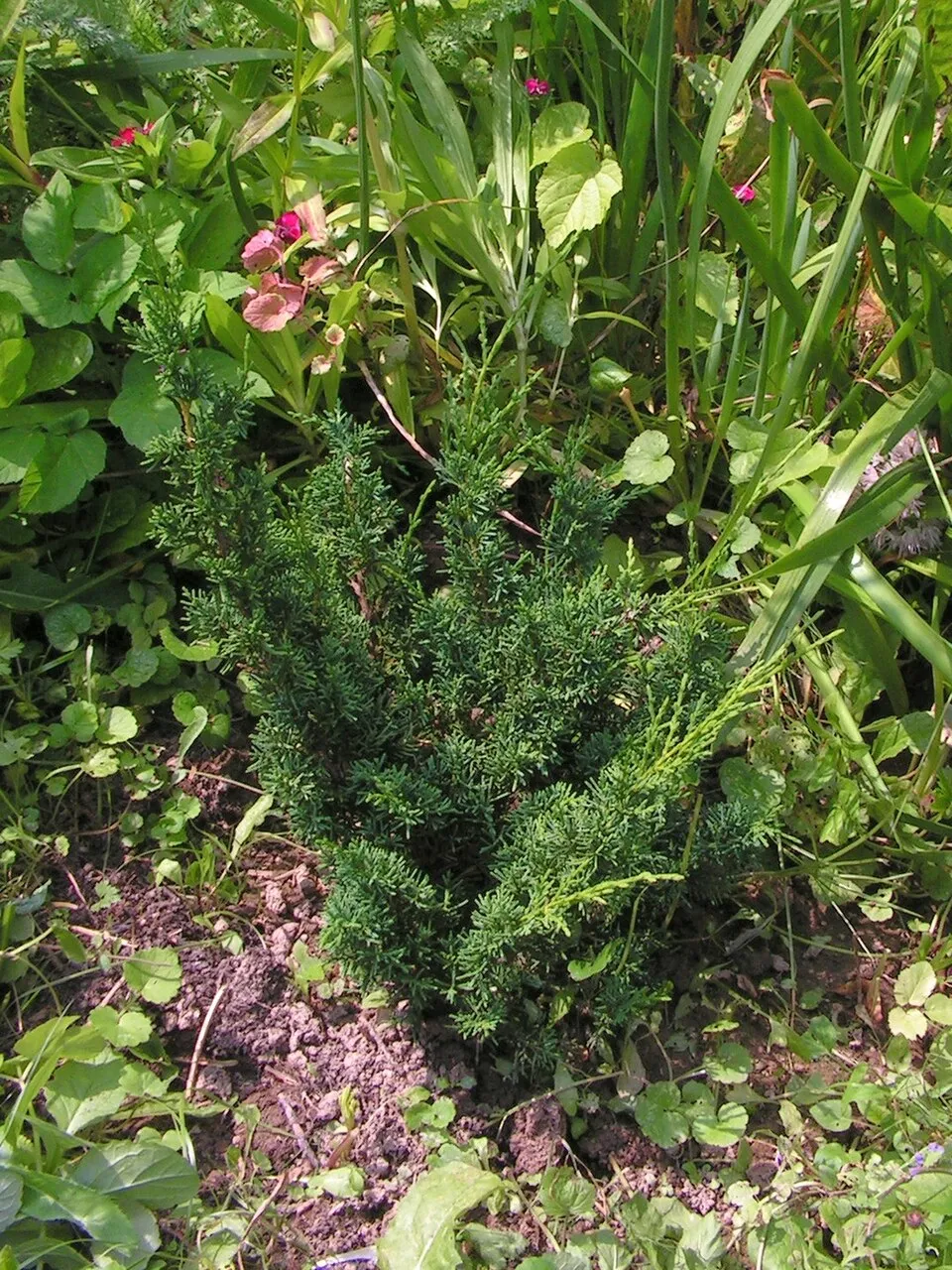 Kínai kúszóboróka / Juniperus chinensis 'Blue Alps'