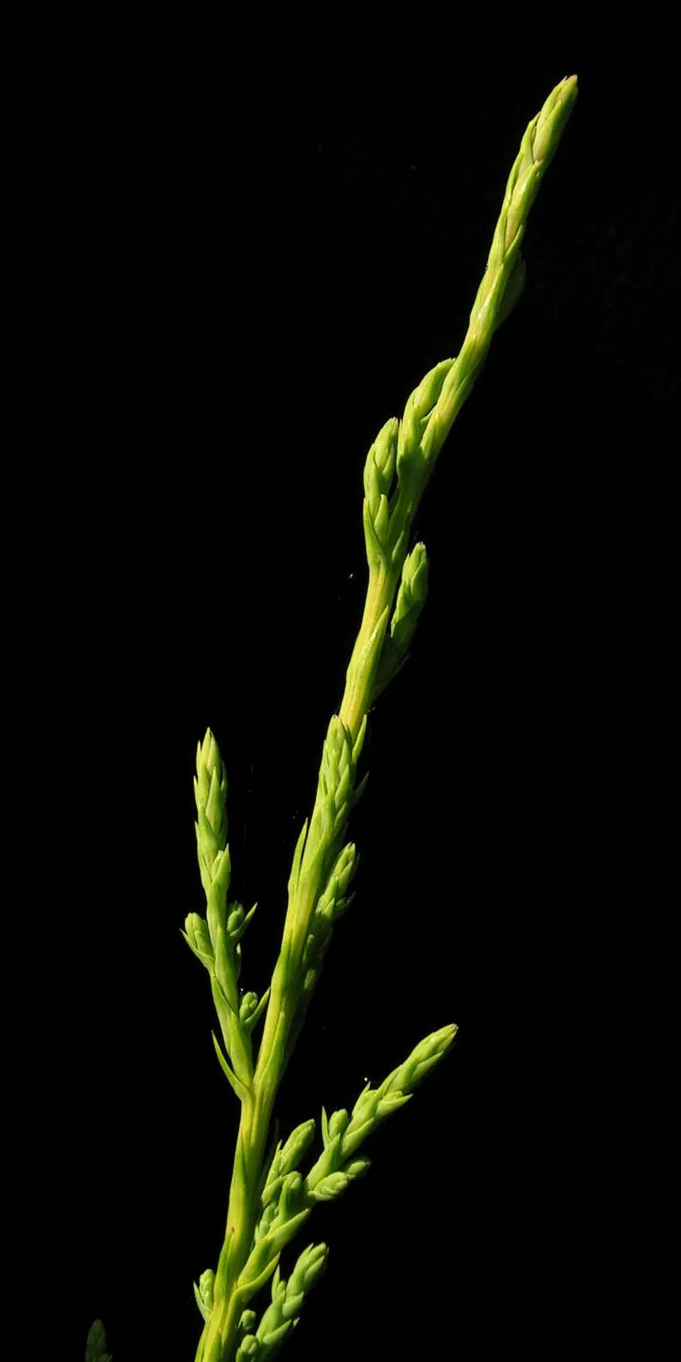 Oszlopos kínai boróka / Juniperus chinensis 'Stricta'