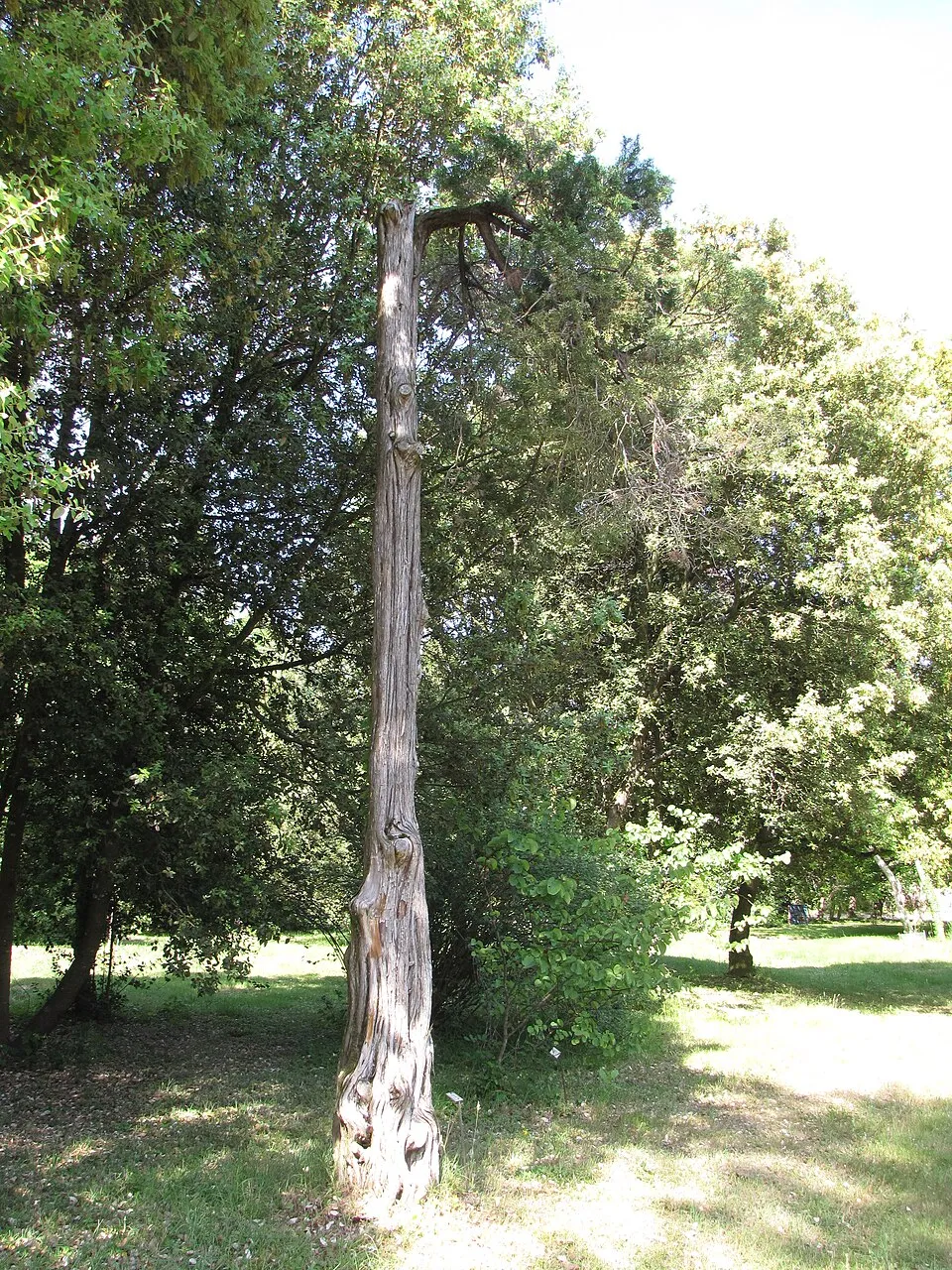 Oszlopos kínai boróka / Juniperus chinensis 'Stricta'