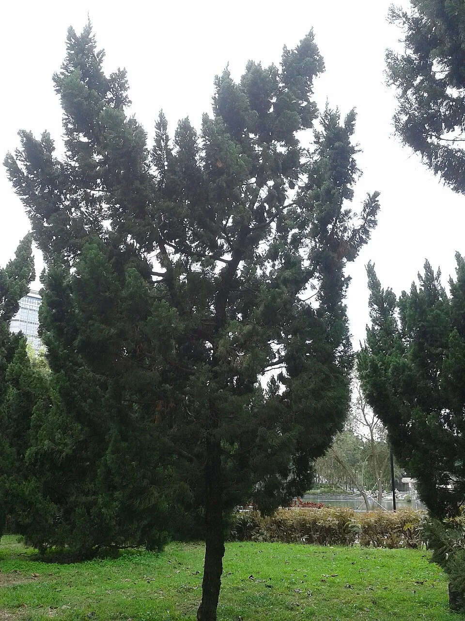 Oszlopos kínai boróka / Juniperus chinensis 'Stricta'