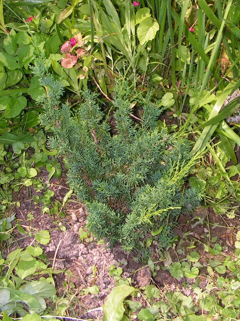 Oszlopos kínai boróka / Juniperus chinensis 'Stricta'