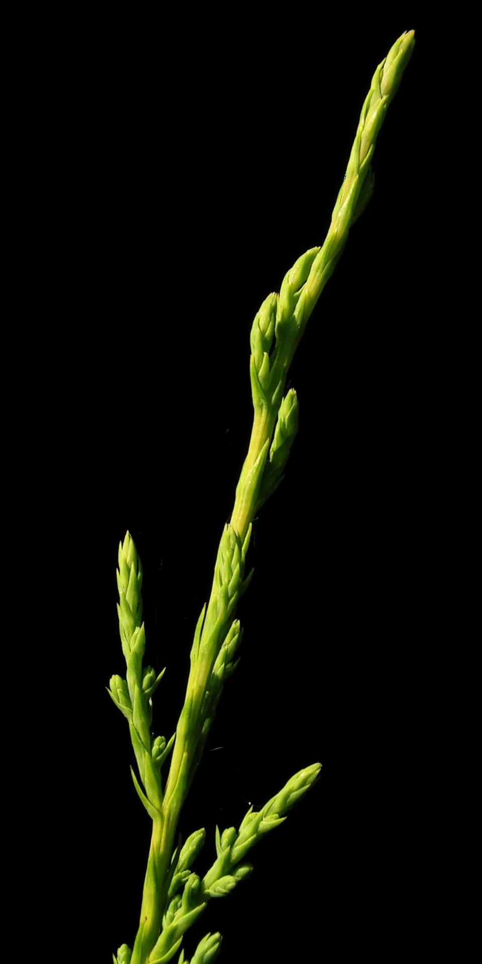 Oszlopos kínai boróka / Juniperus chinensis 'Stricta'