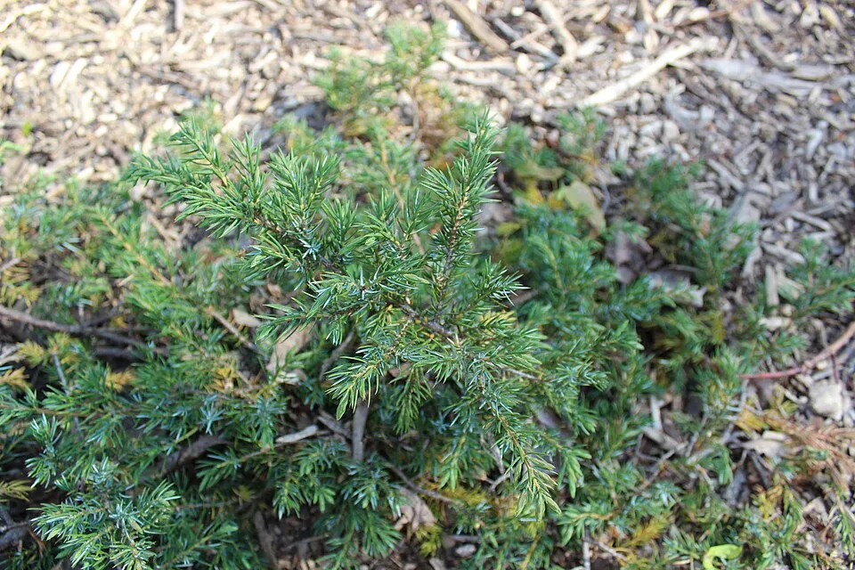 Zöld levelű terülő boróka / Juniperus communis 'Green Carpet'