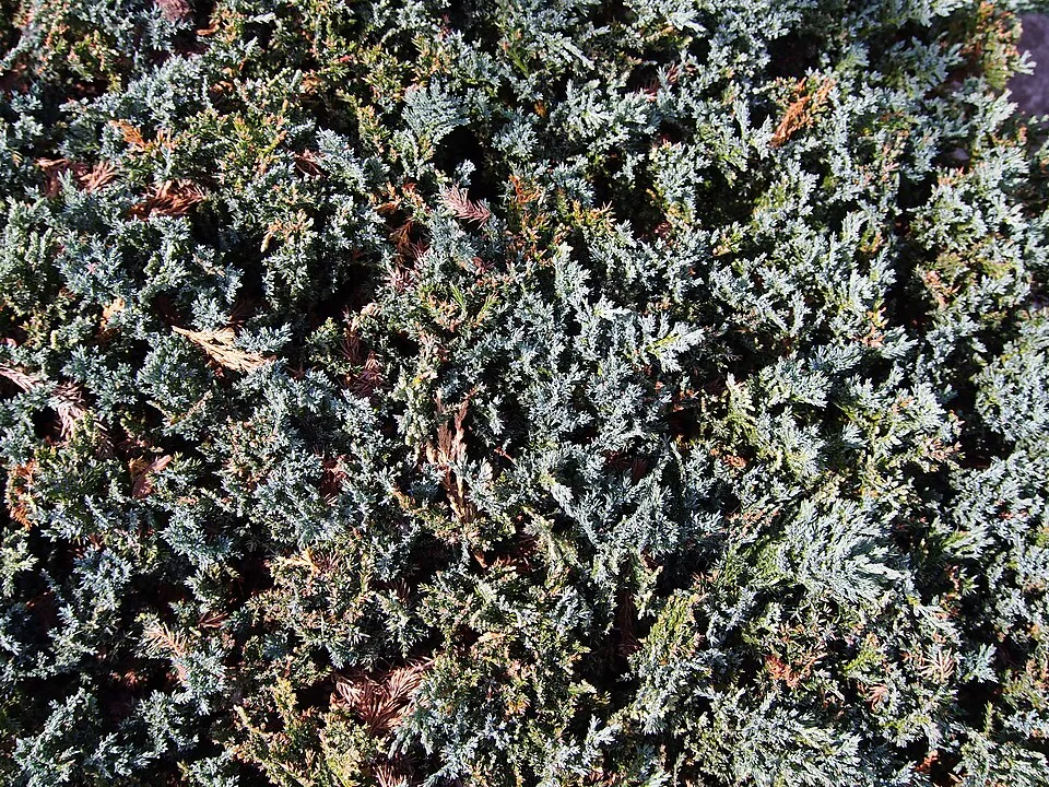 Kék levelű henyeboróka / Juniperus horizontalis 'Blue Chip'