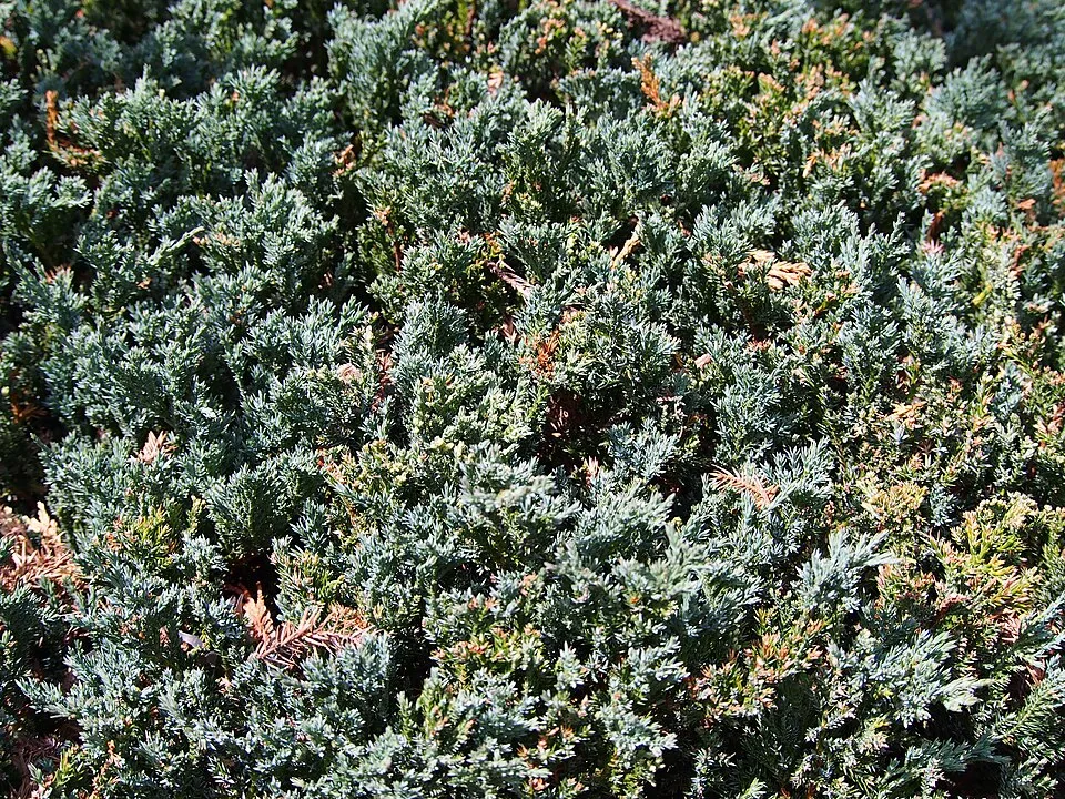 Kék levelű henyeboróka / Juniperus horizontalis 'Blue Chip'