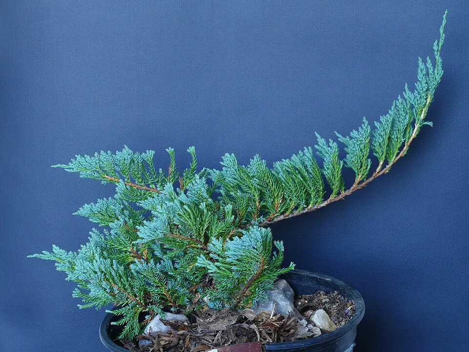 Kék levelű henyeboróka / Juniperus horizontalis 'Blue Chip'