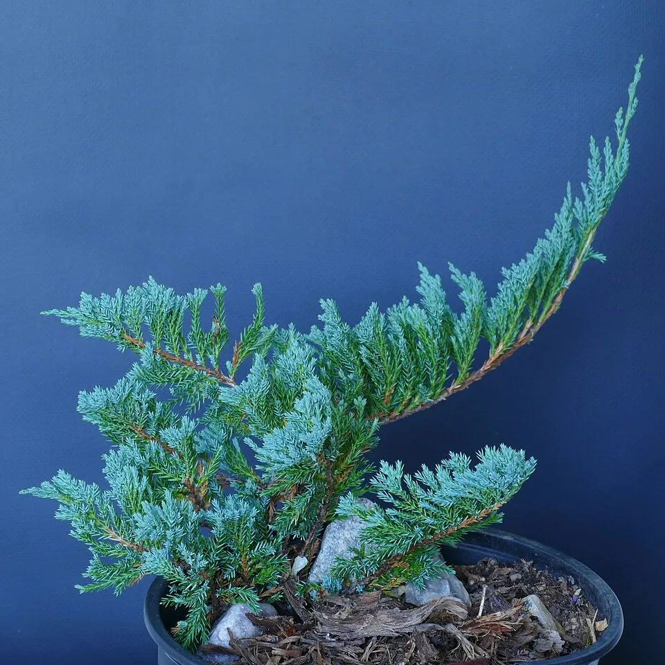 Kék levelű henyeboróka / Juniperus horizontalis 'Blue Chip'