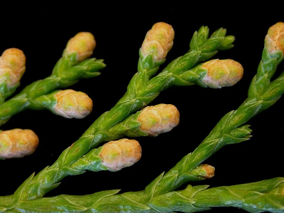Kék levelű, lassú növekedésű henyeboróka / Juniperus horizontalis 'Ice Blue' ®