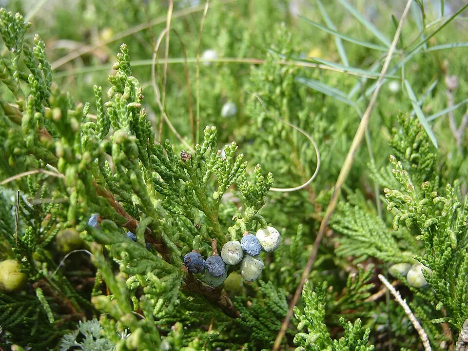 Kék levelű, lassú növekedésű henyeboróka / Juniperus horizontalis 'Ice Blue' ®