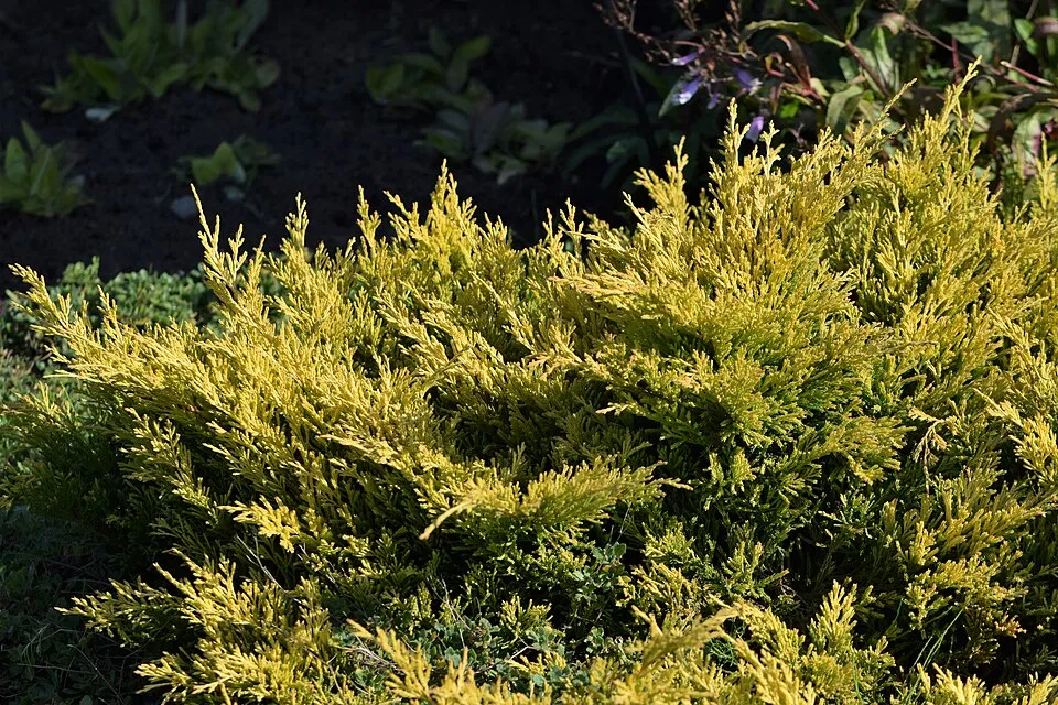 Kék levelű, lassú növekedésű henyeboróka / Juniperus horizontalis 'Ice Blue' ®