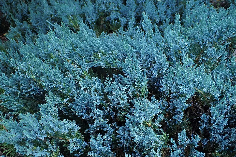 Kék levelű, lassú növekedésű henyeboróka / Juniperus horizontalis 'Ice Blue' ®