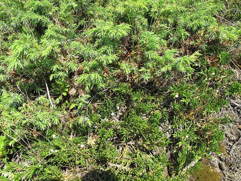 Kék levelű, lassú növekedésű henyeboróka / Juniperus horizontalis 'Ice Blue' ®