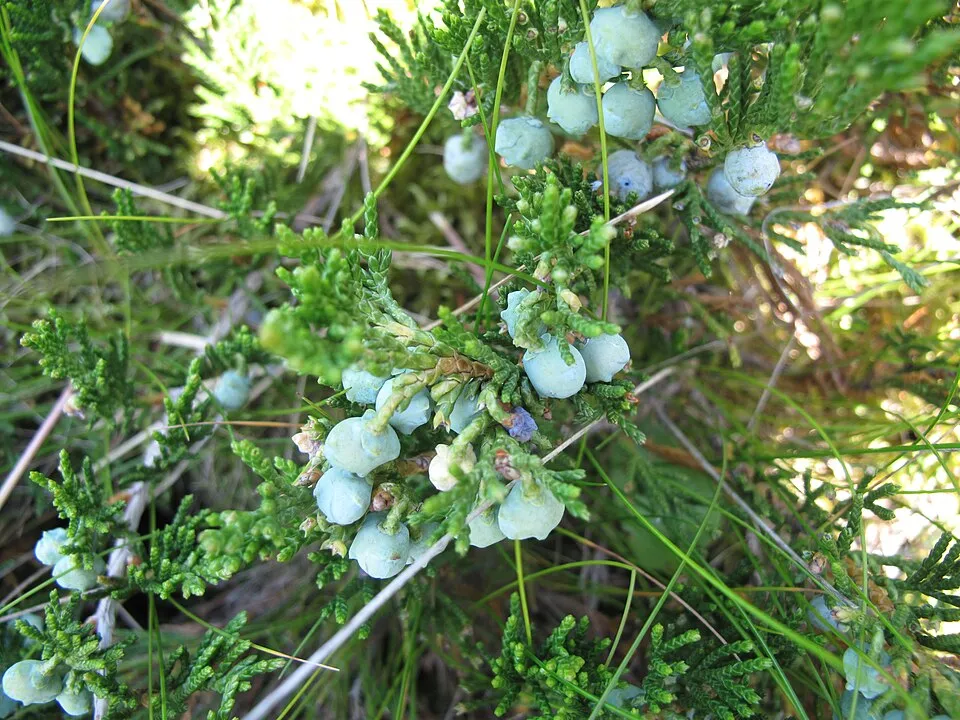 Kék levelű henyeboróka / Juniperus horizontalis 'Willtoonii'