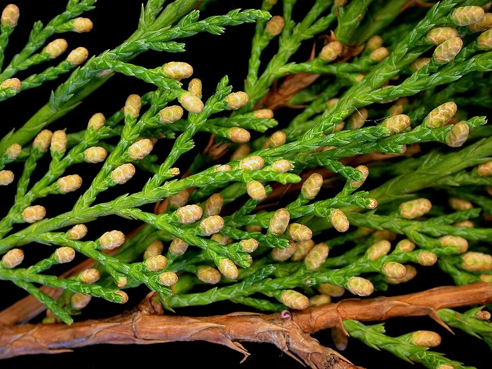 Kék levelű henyeboróka / Juniperus horizontalis 'Willtoonii'