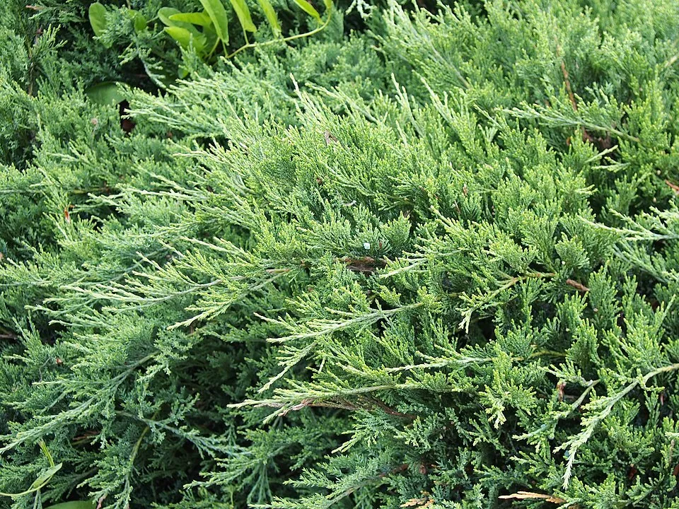 Kék levelű henyeboróka / Juniperus horizontalis 'Willtoonii'