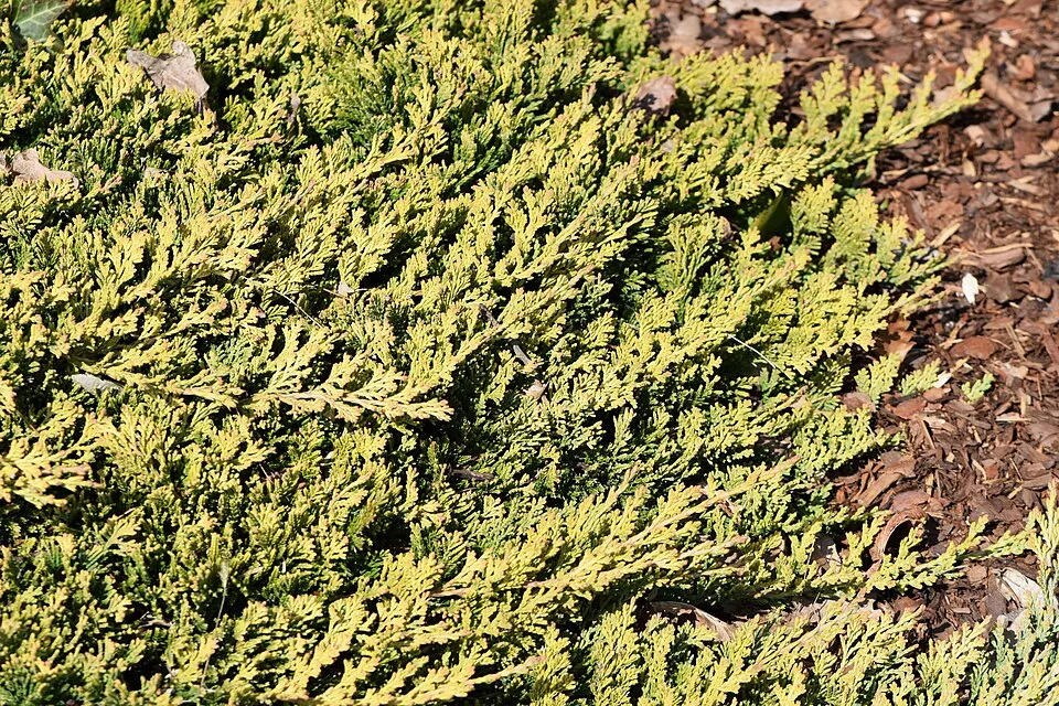 Kék levelű henyeboróka / Juniperus horizontalis 'Willtoonii'