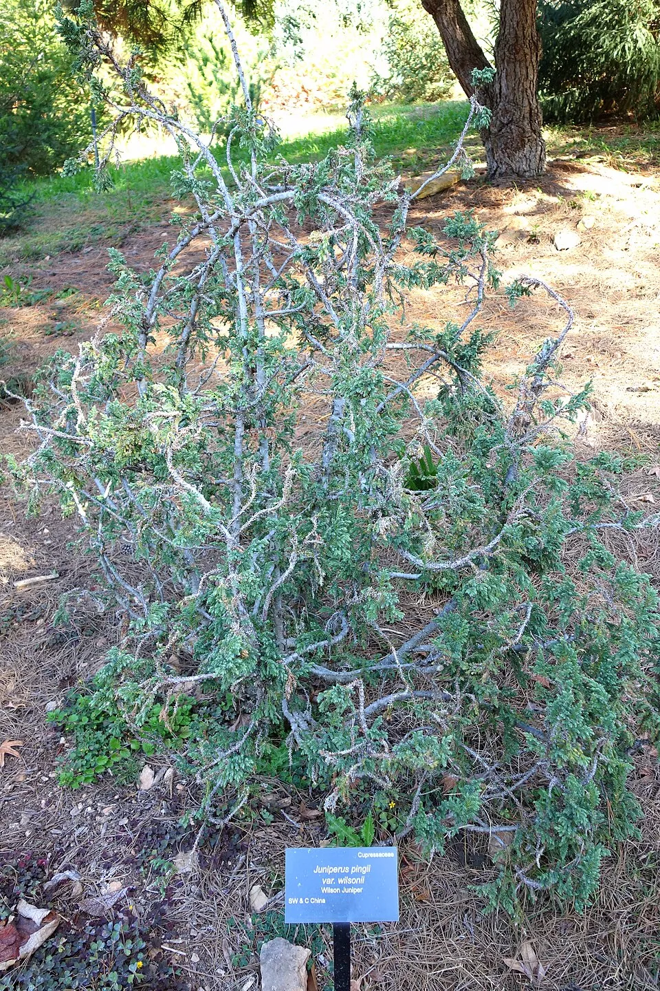 Himalájai törpe boróka / Juniperus pingii 'Loderi'