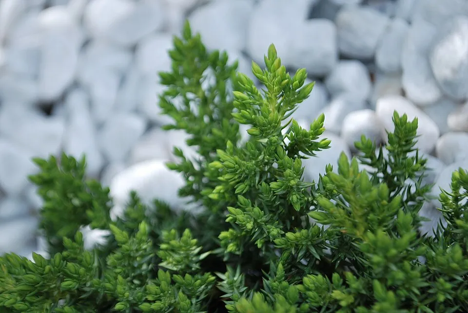 Zöld levelű, törpe kúszóboróka / Juniperus procumbens 'Nana'