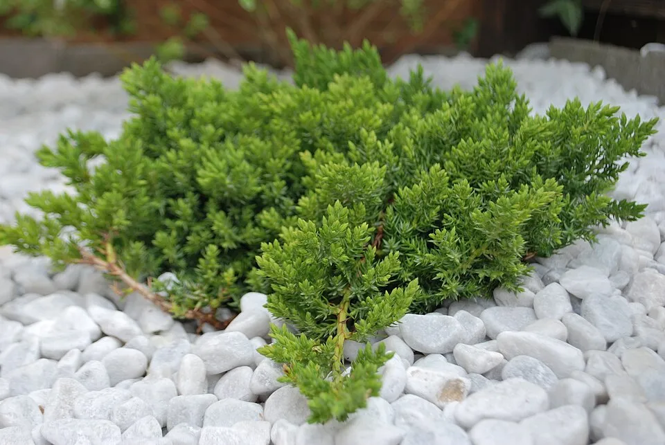 Zöld levelű, törpe kúszóboróka / Juniperus procumbens 'Nana'