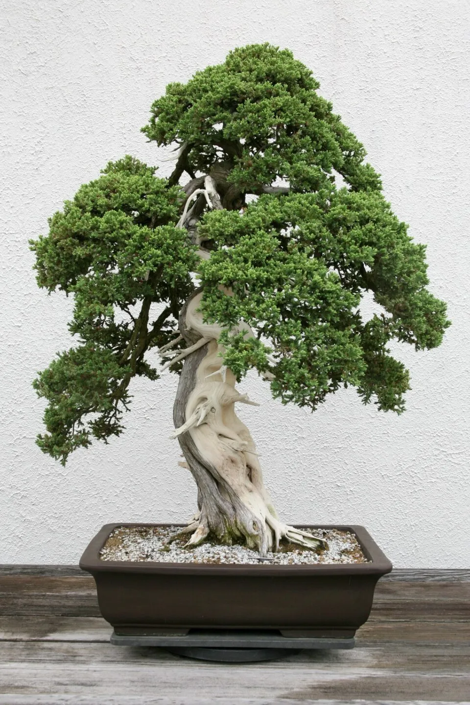 Zöld levelű, törpe kúszóboróka / Juniperus procumbens 'Nana'