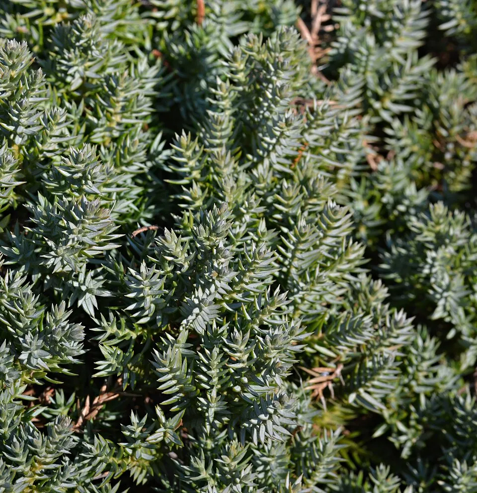 Zöld levelű, törpe kúszóboróka / Juniperus procumbens 'Nana'