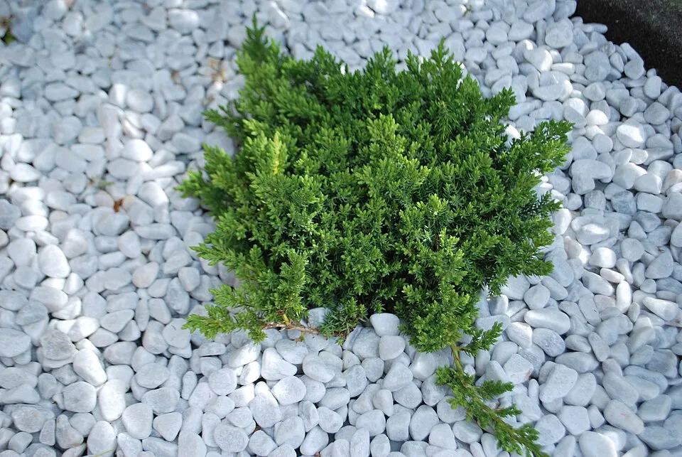 Zöld levelű, törpe kúszóboróka / Juniperus procumbens 'Nana'
