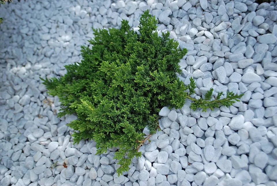 Zöld levelű, törpe kúszóboróka / Juniperus procumbens 'Nana'