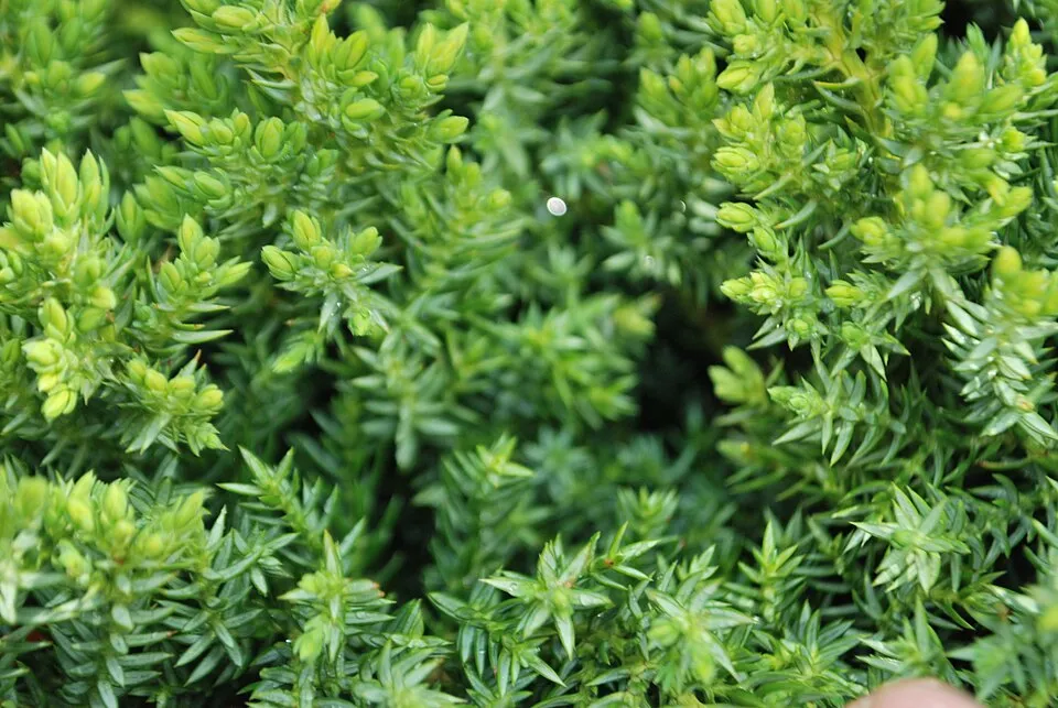 Zöld levelű, törpe kúszóboróka / Juniperus procumbens 'Nana'