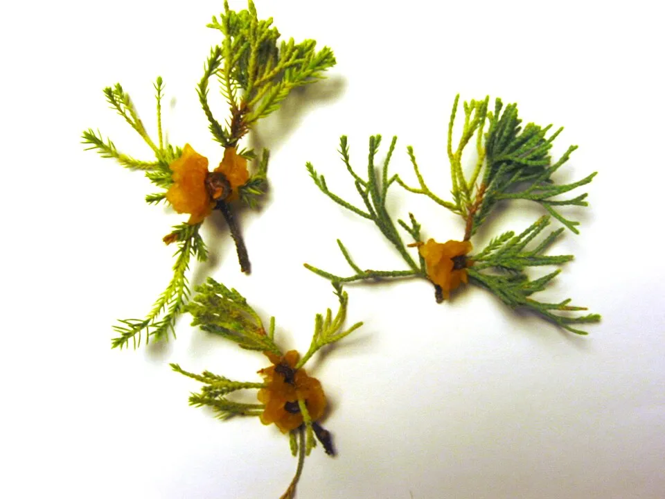 Zöld levelű, törpe kúszóboróka / Juniperus procumbens 'Nana'