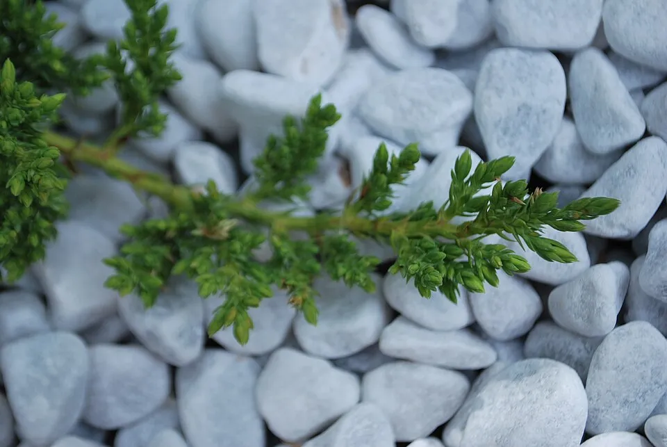 Zöld levelű, törpe kúszóboróka / Juniperus procumbens 'Nana'