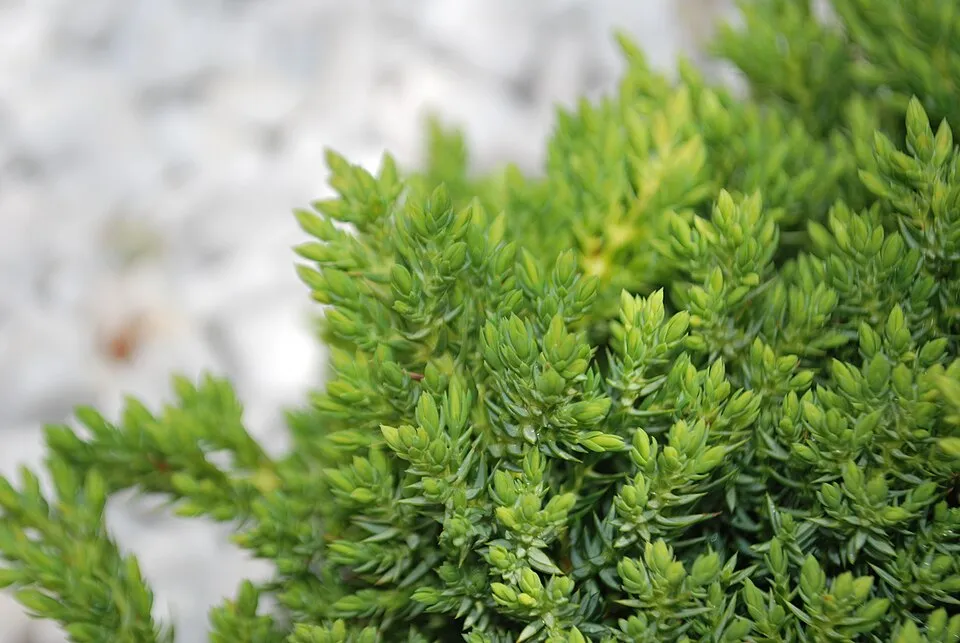 Zöld levelű, törpe kúszóboróka / Juniperus procumbens 'Nana'