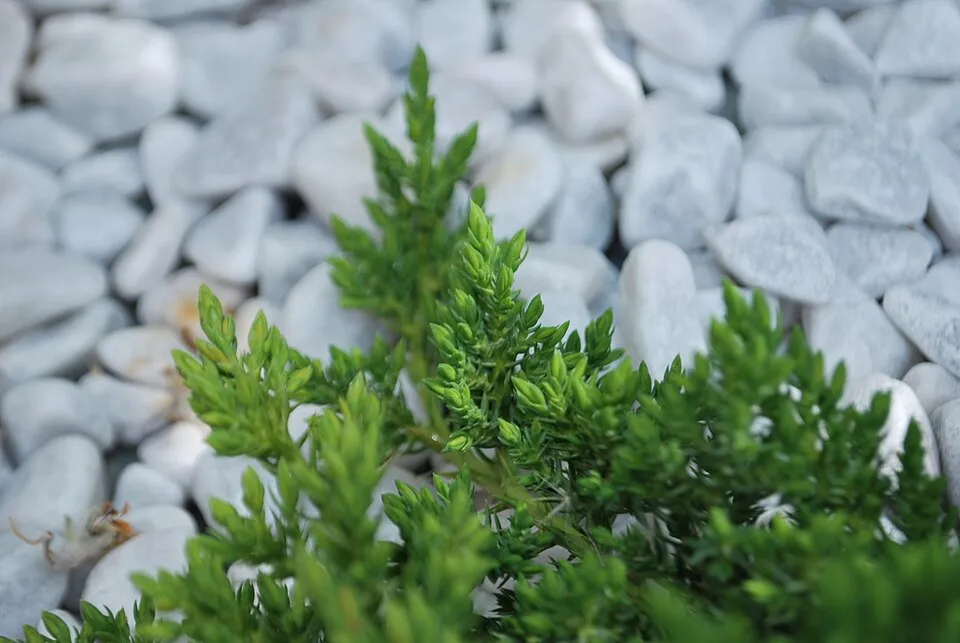 Zöld levelű, törpe kúszóboróka / Juniperus procumbens 'Nana'