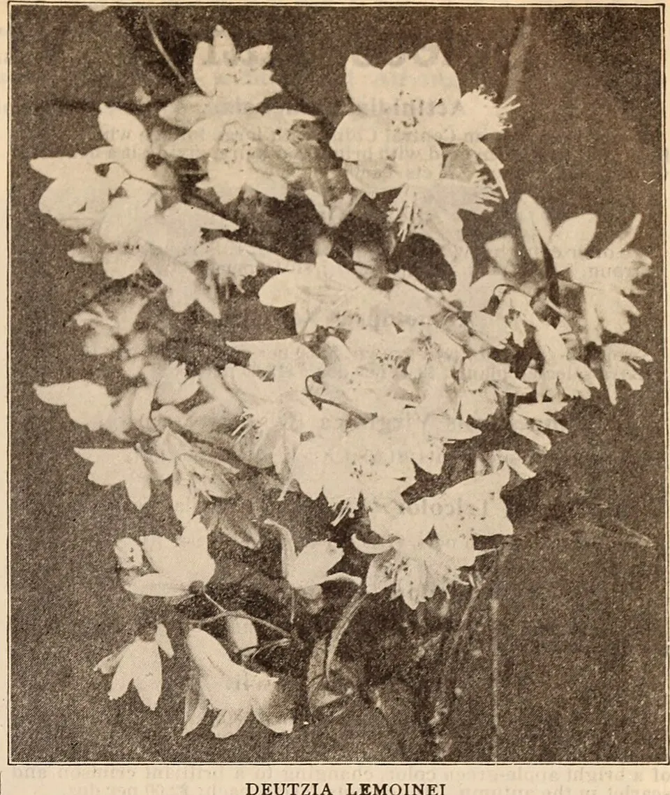 Törpe japán vérborbolya / Berberis thunbergii 'Atropurpurea Nana'