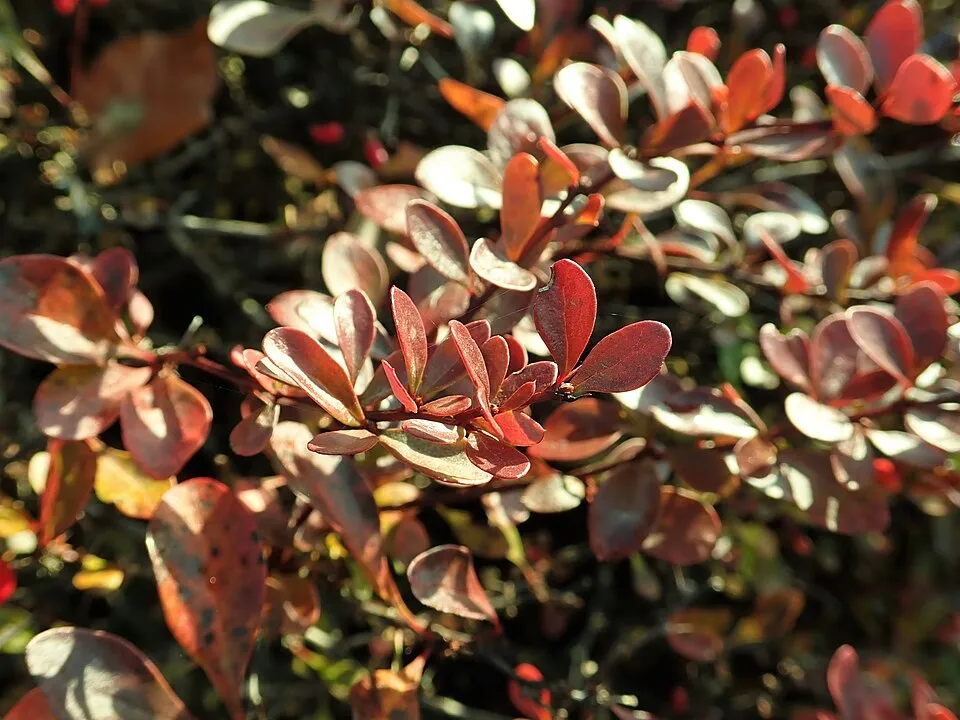 Törpe japán vérborbolya / Berberis thunbergii 'Atropurpurea Nana'