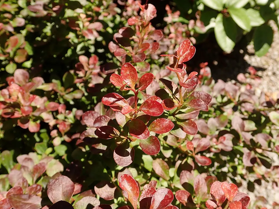 Törpe japán vérborbolya / Berberis thunbergii 'Atropurpurea Nana'