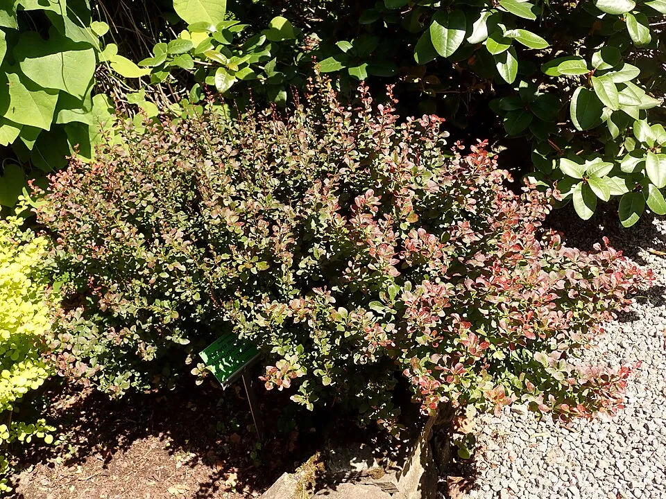 Törpe japán vérborbolya / Berberis thunbergii 'Atropurpurea Nana'