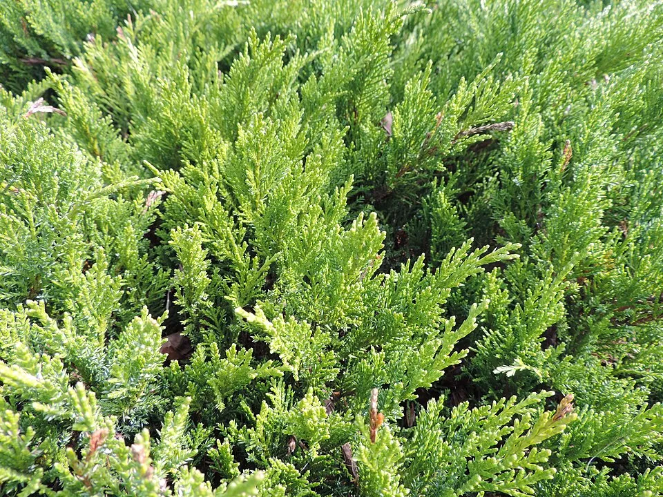 Zöld levelű nehézszagú kúszóboróka / Juniperus sabina 'Tamariscifolia'