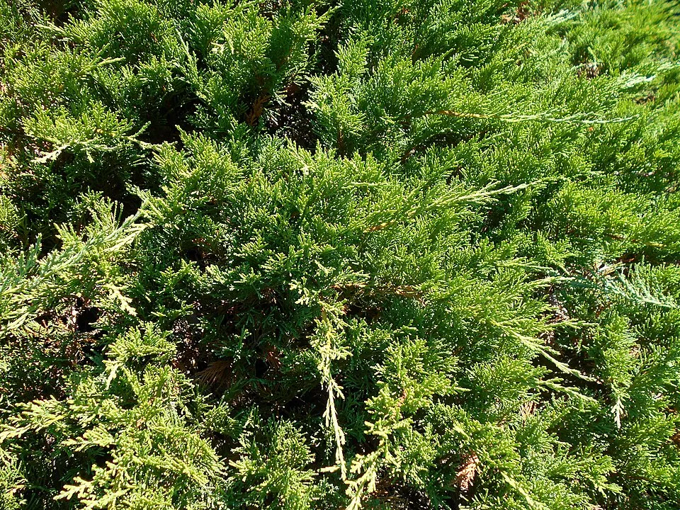 Zöld levelű nehézszagú kúszóboróka / Juniperus sabina 'Tamariscifolia'