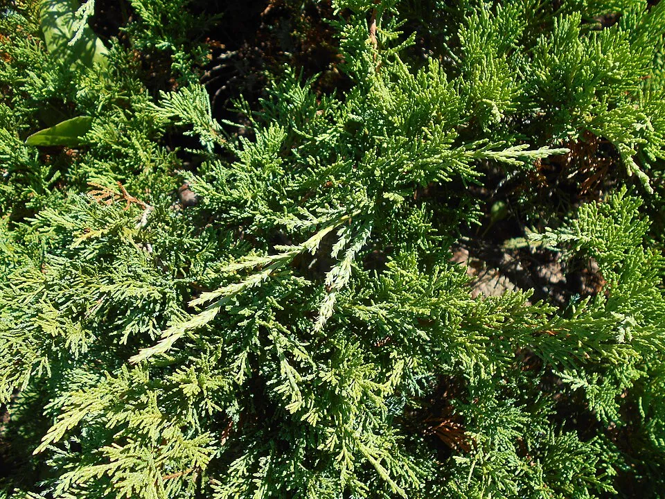Zöld levelű nehézszagú kúszóboróka / Juniperus sabina 'Tamariscifolia'