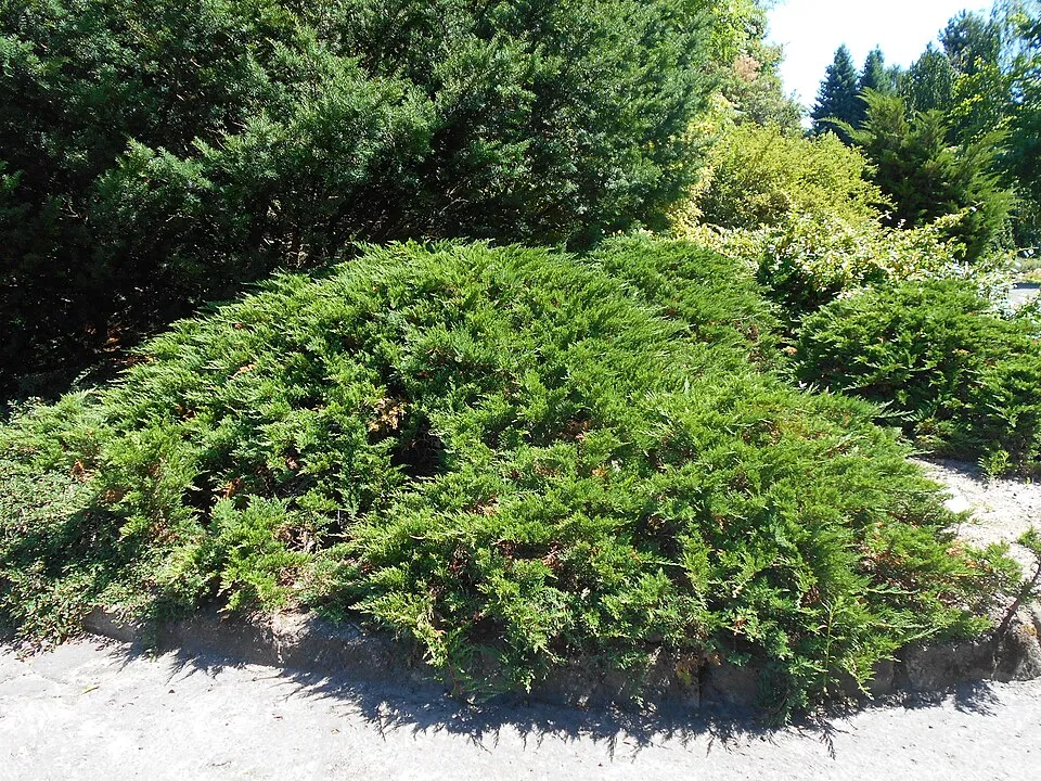 Zöld levelű nehézszagú kúszóboróka / Juniperus sabina 'Tamariscifolia'