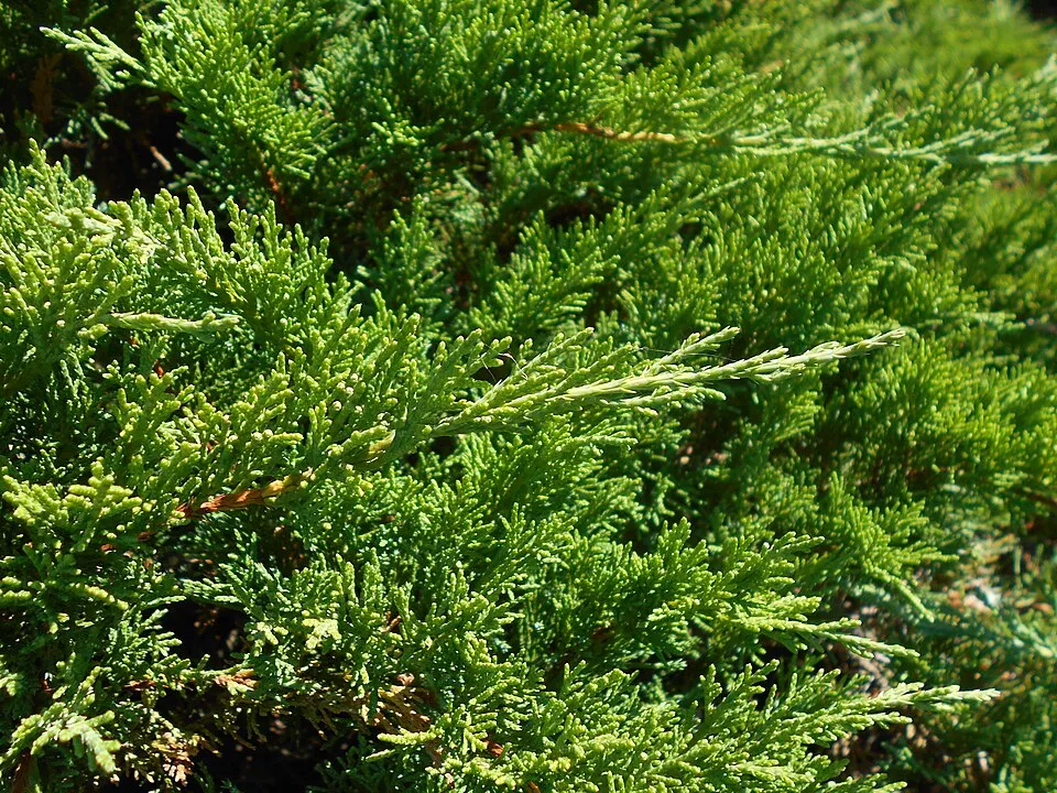 Zöld levelű nehézszagú kúszóboróka / Juniperus sabina 'Tamariscifolia'