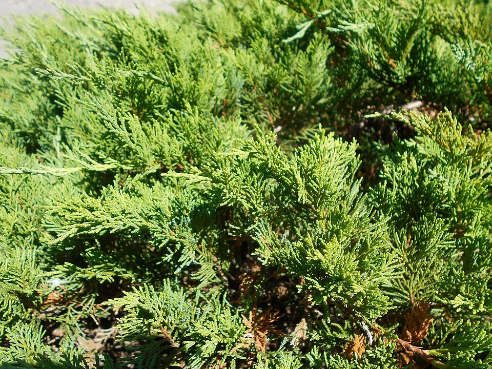 Zöld levelű nehézszagú kúszóboróka / Juniperus sabina 'Tamariscifolia'
