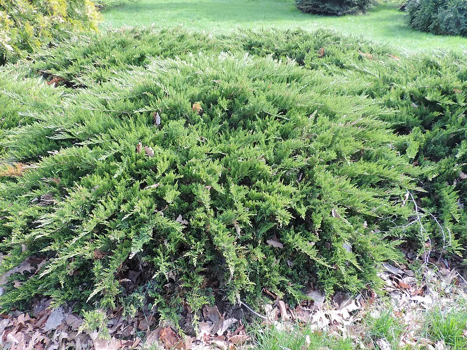 Zöld levelű nehézszagú kúszóboróka / Juniperus sabina 'Tamariscifolia'
