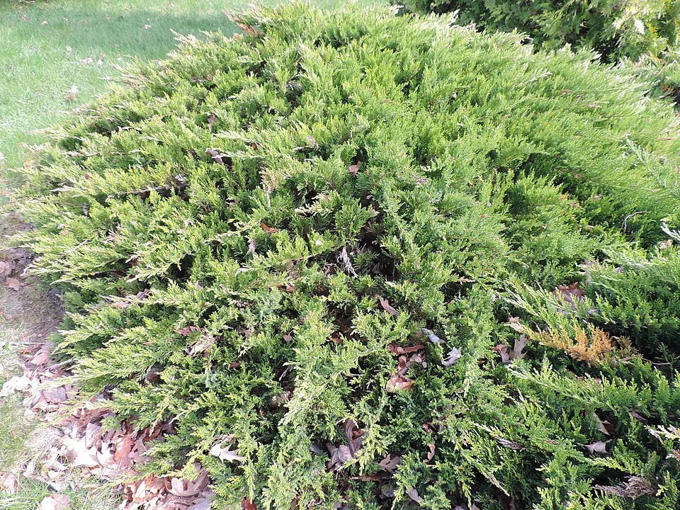 Zöld levelű nehézszagú kúszóboróka / Juniperus sabina 'Tamariscifolia'