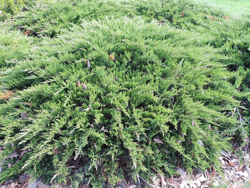 Zöld levelű nehézszagú kúszóboróka / Juniperus sabina 'Tamariscifolia'
