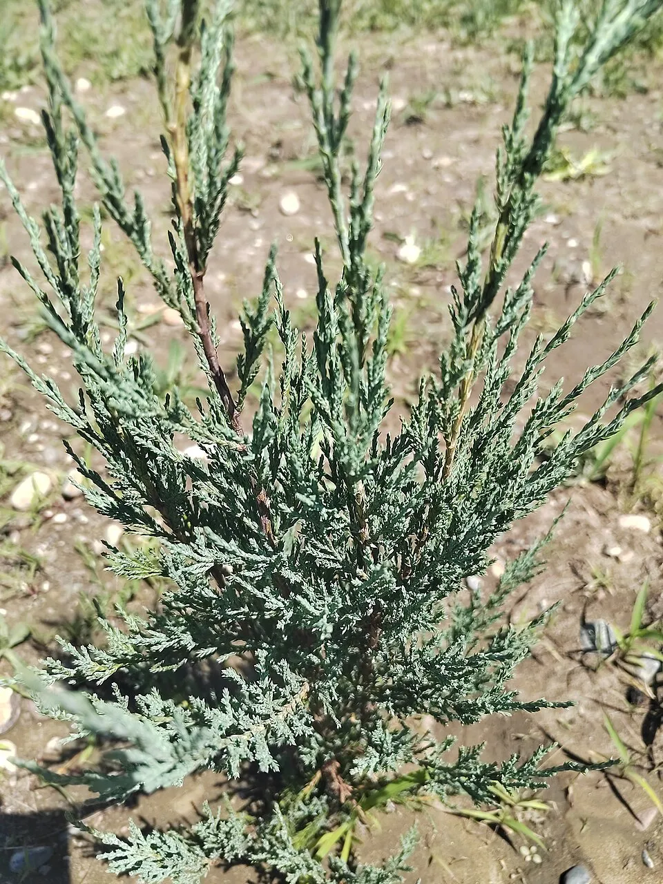 Kék oszlopos boróka / Juniperus scopulorum 'Blue Arrow'