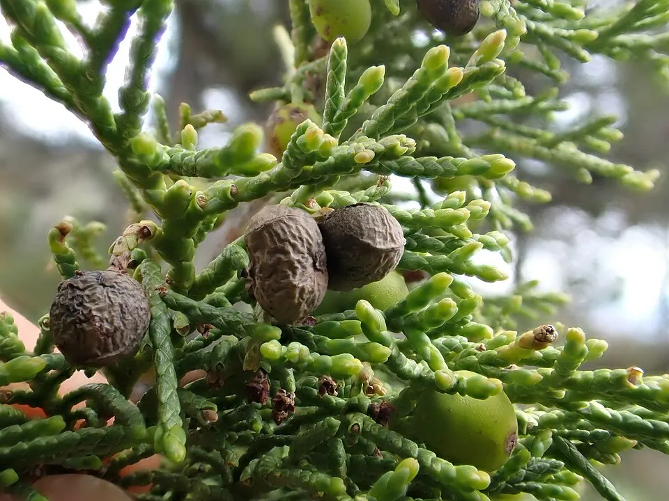 Oszlopos oregoni boróka / Juniperus scopulorum 'Moonglow'
