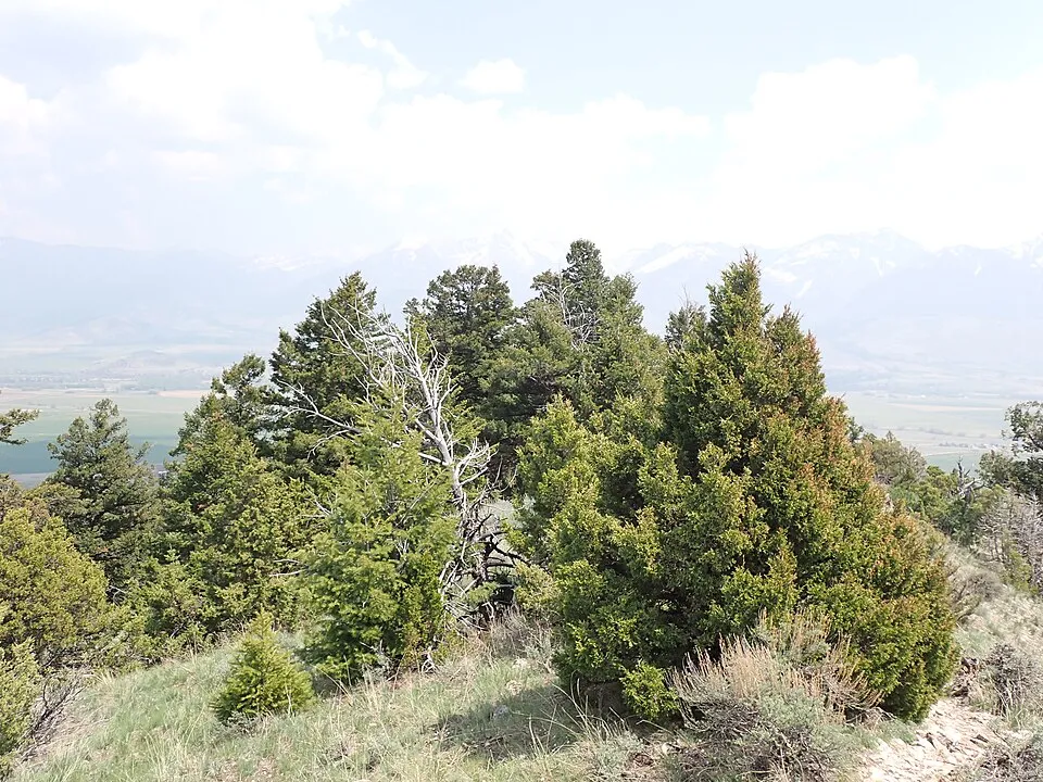 Oszlopos oregoni boróka / Juniperus scopulorum 'Moonglow'