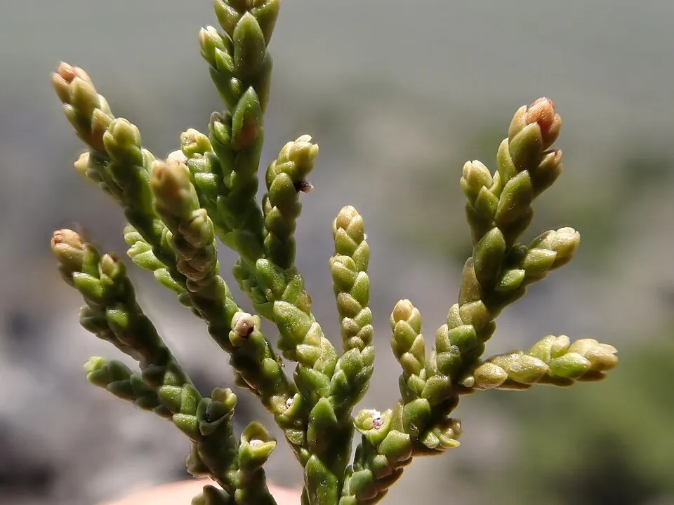Oszlopos oregoni boróka / Juniperus scopulorum 'Moonglow'