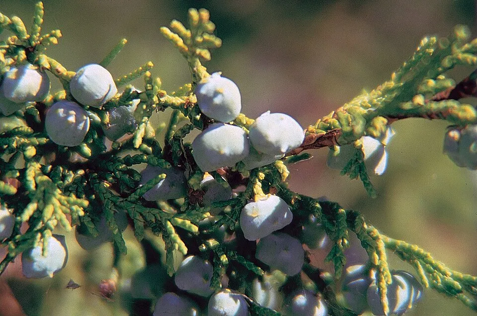 Oszlopos oregoni boróka / Juniperus scopulorum 'Moonglow'